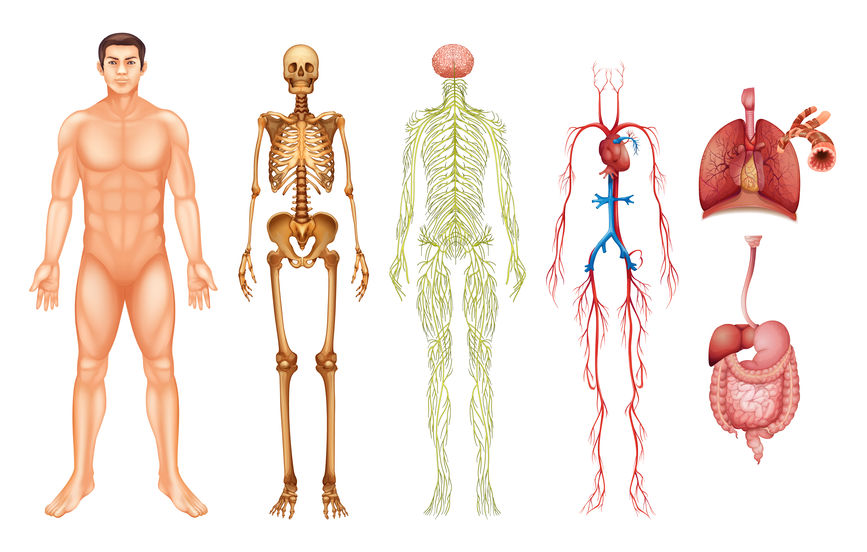  Cours d'Anatomie